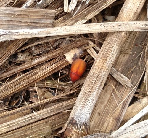 Newly emerged Asiatic garden beetles on June 23, 2017, in northern Kalamazoo County. Grubs, pupae and adults were found in the same areas in this field on this date. All photos by Bruce MacKellar, MSU Extension.