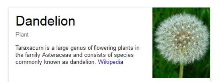 Dandelions How to