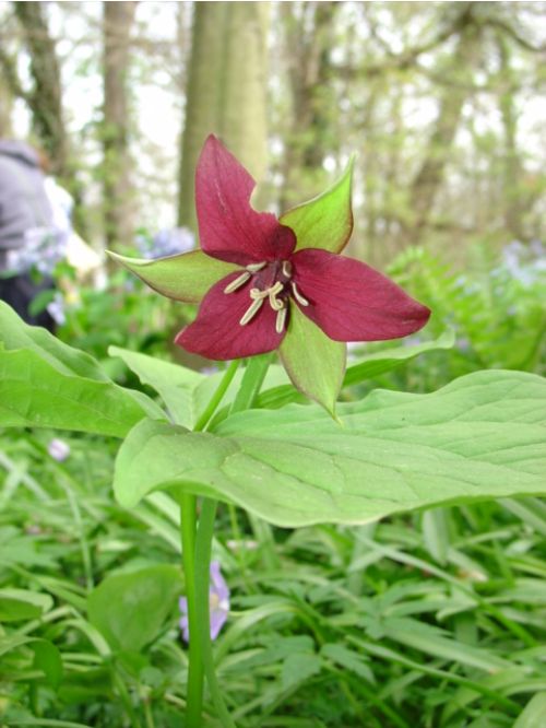 Red Trillium photo by Beth Clawson
