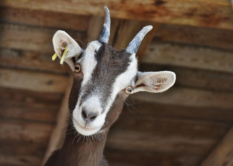 A goat looking at the camera