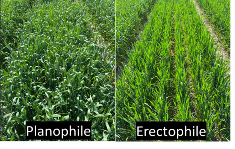 Two side by side images of wheat fields. The one on the left is labeled planophile and the one on the right is labeled erectophile.