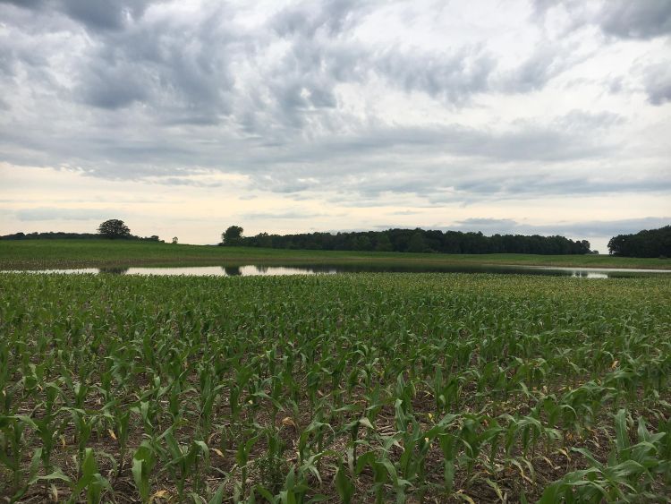 Standing water in corn field