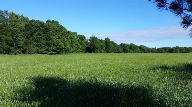 Forests in Michigan’s Upper Peninsula pose a great challenge and opportunity to agriculture. | Photo by Ashley McFarland, Michigan State University Extension