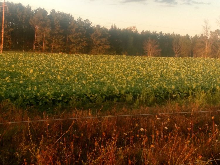 Cover All Fall Mix Cover Crop 