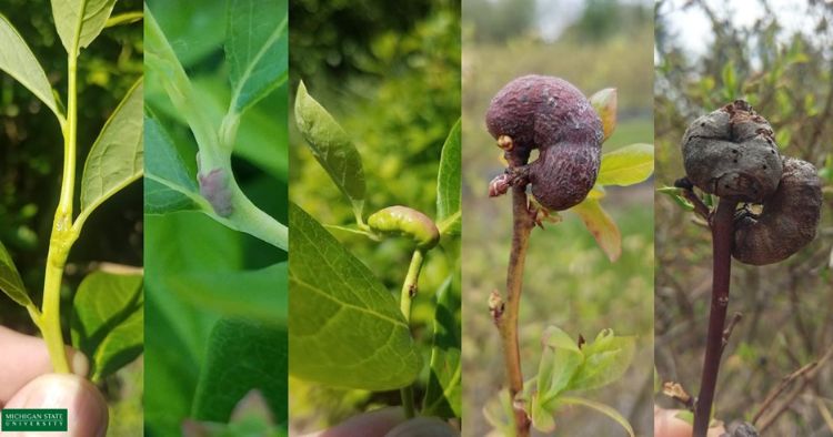 Sequence of gall development in a susceptible highbush blueberry cultivar