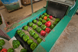 Factors to consider when purchasing used produce processing equipment