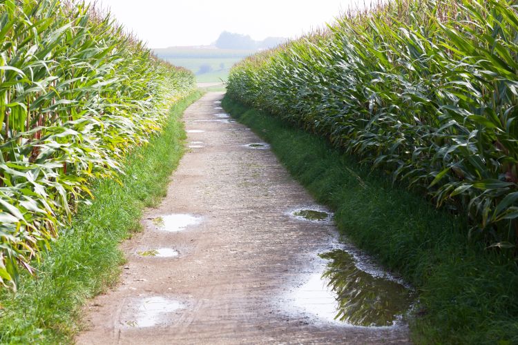 Corn field with rain puddles