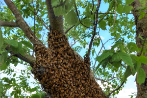 What should I do if I find a swarm of bees?