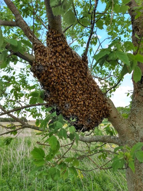 A swarm of honey bees in a tree.