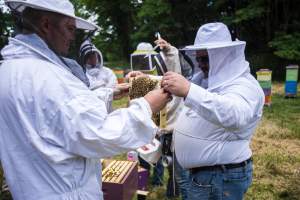 Saving veterans and bees with Heroes to Hives program