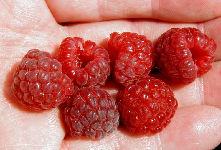 Red raspberry harvest is in full swing. Photo by Mark Longstroth, MSU Extension.