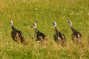 Do I Need A Permit To Control Wildlife On My Farm Fisheries Wildlife