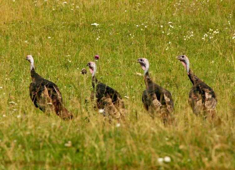 A USFWS depredation permit is required for lethal control of wild turkeys. Photo credit: Paul Bolstad, University of Minnesota, Bugwood.org