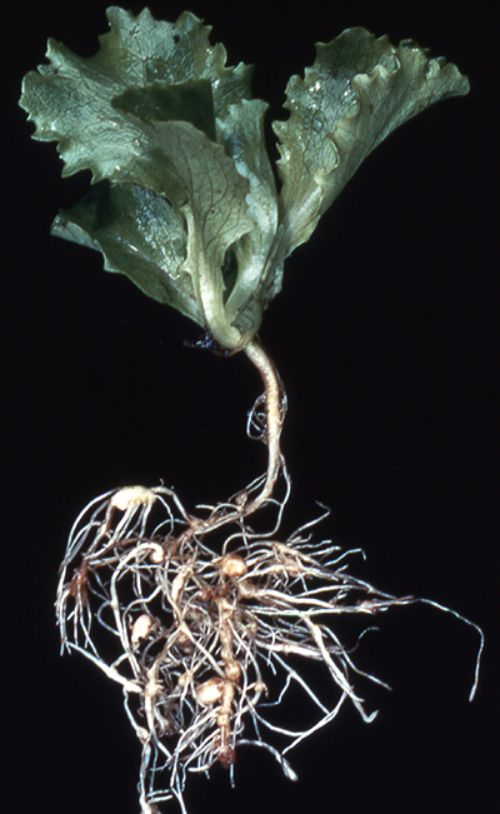 Lettuce roots showing galling by northern root knot nematode. Sampling now can help you detect problem areas before planting them to susceptible vegetables. Photo credit: DAFF archive, Bugwood.org