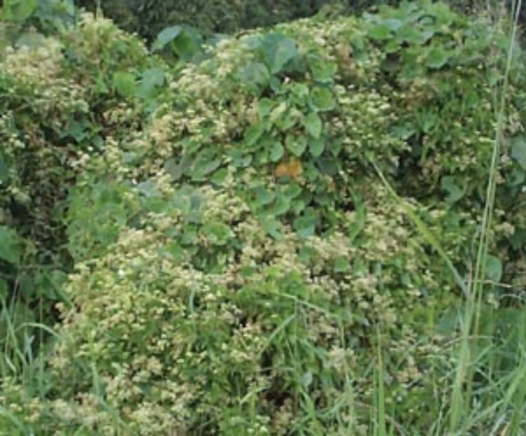 Mikania micrantha, known as mile-a-minute weed or 'forest killer,' is an exotic, invasive species that spreads quickly, covering crops, smothering trees and rapidly altering the environment.