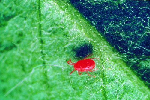 <i>Allothrombium</i>: Adult is a bright red mite with few hairs and non-retractable chelicerae. 