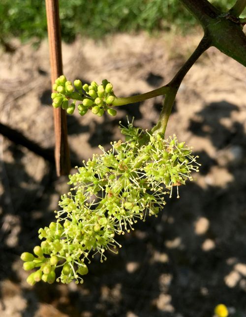 Open Concord flowers near Berrien Springs on June 5, 2017. Photo by Brad Baughman, MSU Extension.