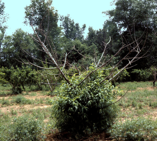  Trees show a sudden collapse of new blossoms and death of branches and trees die within weeks. 