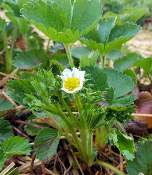 Strawberry flower trusses emerging from the crown.
