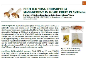 SPOTTED WING DROSOPHILA MANAGEMENT IN HOME FRUIT PLANTINGS
