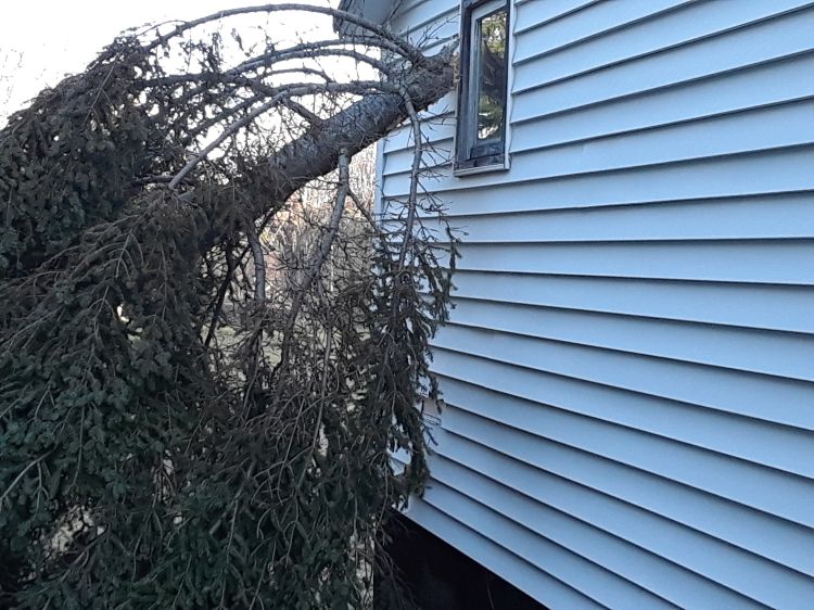 Windstorm damage creating potential ladder fuel fire hazard to building (Photo by MSU Extension)