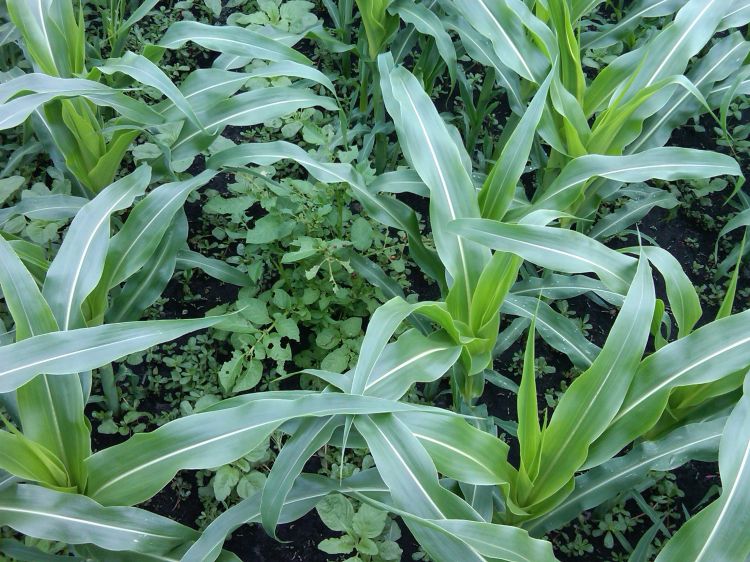 Volunteer potato weeds