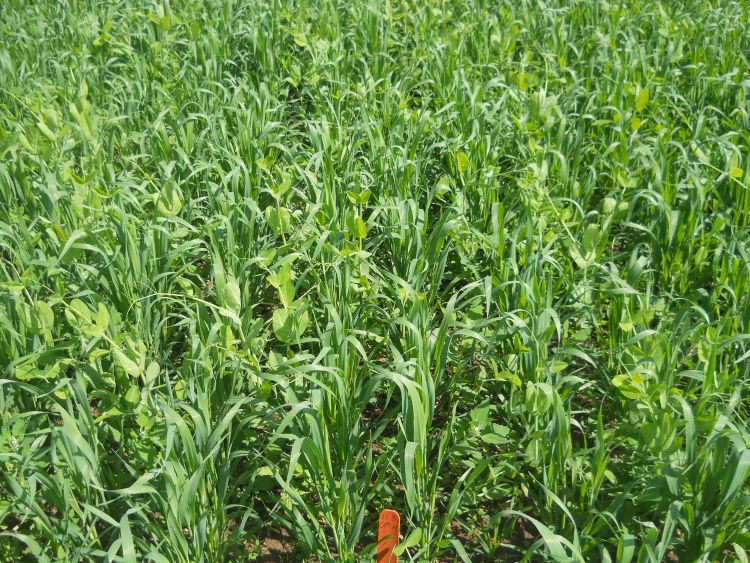 Oats and peas nurse crop on alfalfa. Seeding at 100 lbs per acre, 38 days after planting.