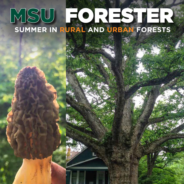 Cover image of the 2017 edition of the MSU Forester