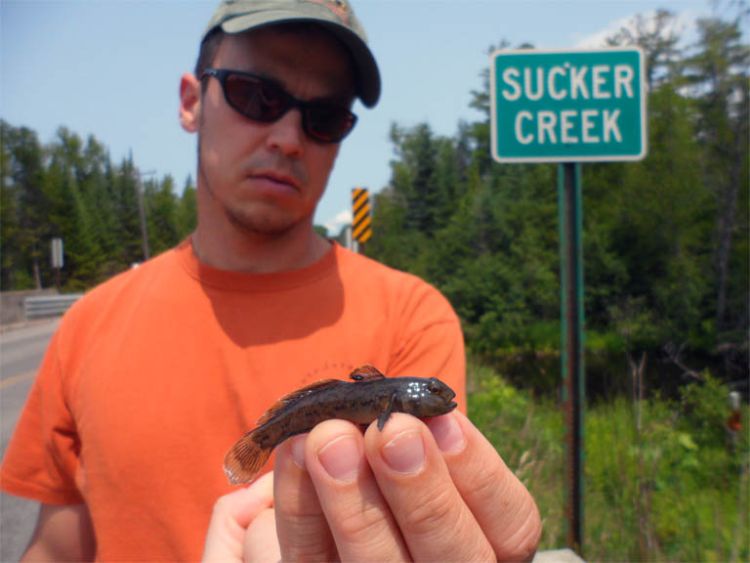 Gobies may be old news in the Great Lakes, but their effects in tiny creeks and inland lakes of Michigan have not been studied. Photo credit: Michigan Sea Grant Extension.