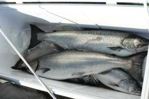 Lake Michigan Kings Are Back But Why Msu Extension