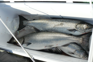 Lake Michigan kings are back — but why?