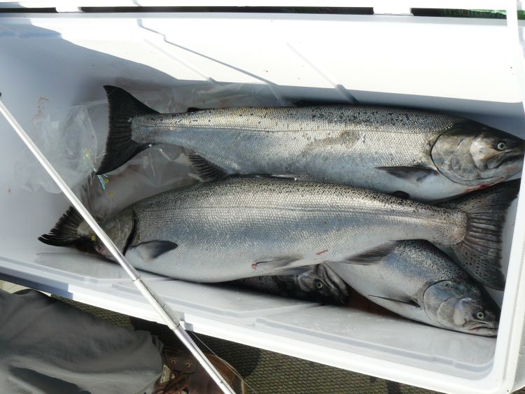 Chinook salmon from the 2014 year-class are now Age 3 and they seem to be providing very good fishing in Lake Michigan. File photo: Michigan Sea Grant