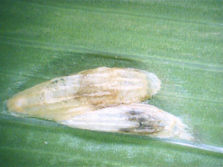 Two gray cocoons on a leaf.