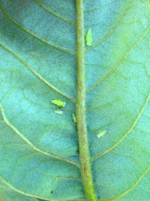 Immature potato leafhoppers along a midvein on the underside of a chestnut leaf. Photo by Mario Mandujano, MSU.