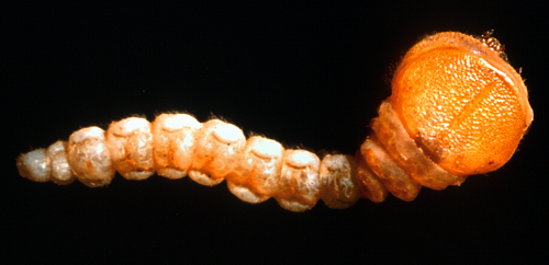  Larvae are light yellow with enlarged thoracic segments just behind the head. 