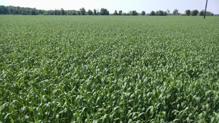 Triticale feed/cover crop at Dutch Meadows Dairy on May 28, 2015.