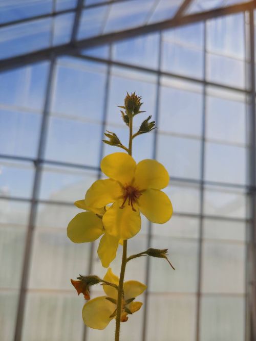 Tall flower in greenhouse