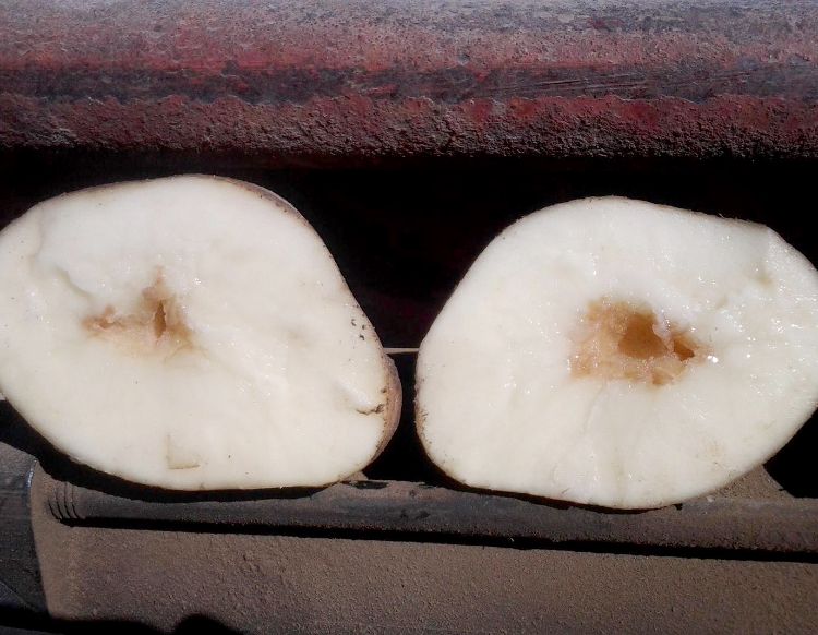 Hollow heart in a potato. Photo by Ben Phillips, Michigan State University, Bugwood.org