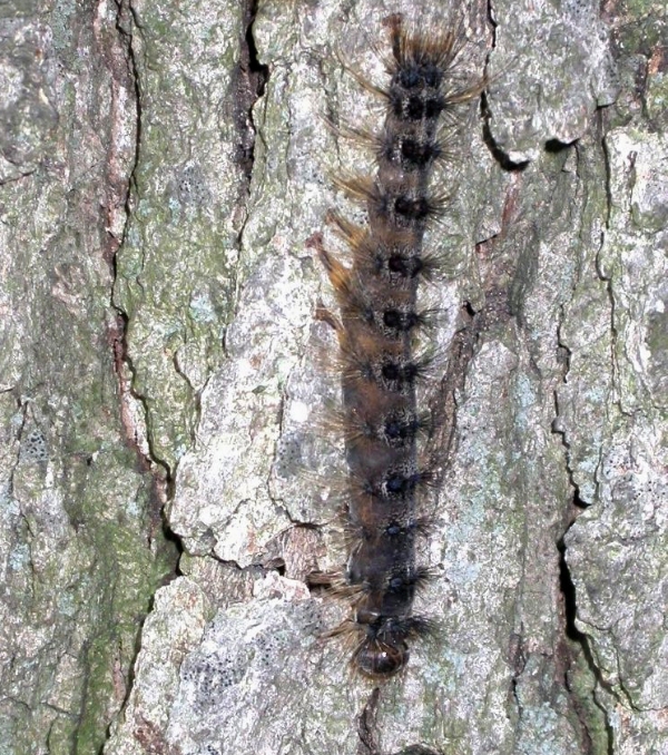 Gypsy Moth Outbreaks May Be Contained With The Help Of A