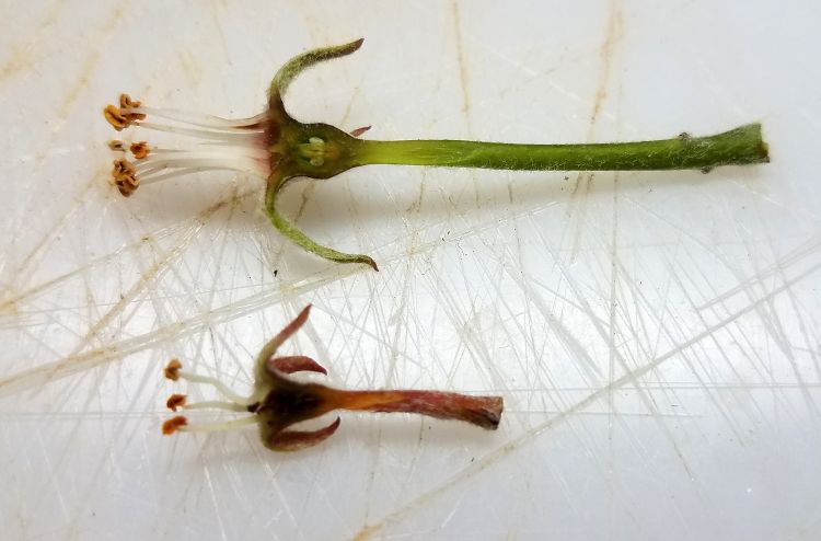 A distinction between frost-killed (bottom) and non-frost killed flowers (top) has become increasingly evident in recent days. Photos by Dave Jones, MSU Extension.