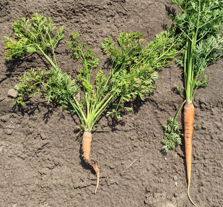 One diseased looking carrot and one healthy looking carrot.