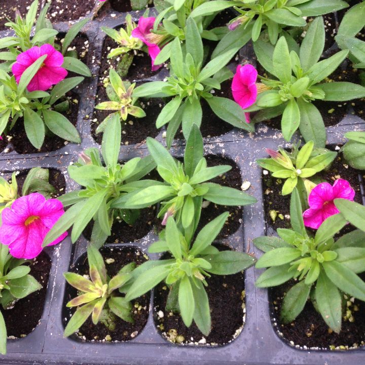 Six Steps To Identifying Nutrient Deficiencies In Ornamental