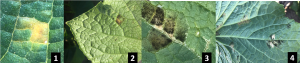 First cucurbit downy mildew spores identified in air samples in Bay and Saginaw counties