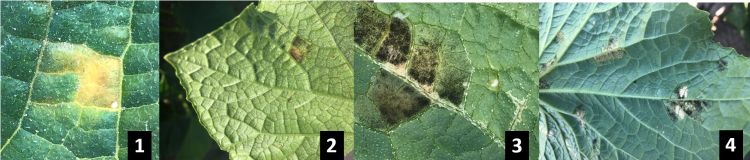 four views of symptoms on leaves