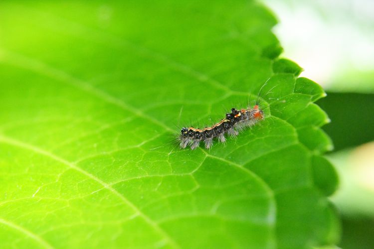 Caterpillar on leaf