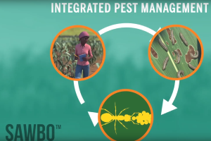 Animations help in Bangladesh’s fight against Fall Armyworm