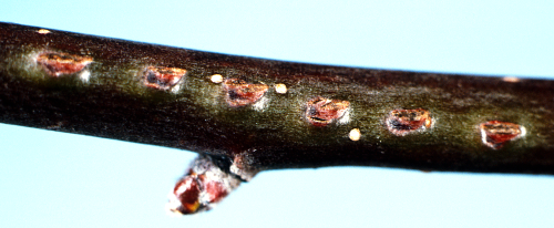 The female drills a pin-size hole up to the twig cambium to deposit an egg, usually making a single row of punctures along one side and sealing each with excrement or chewed plant tissue. 