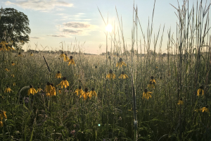 Pocket of paradise: A second case study of establishing large-scale prairie planting