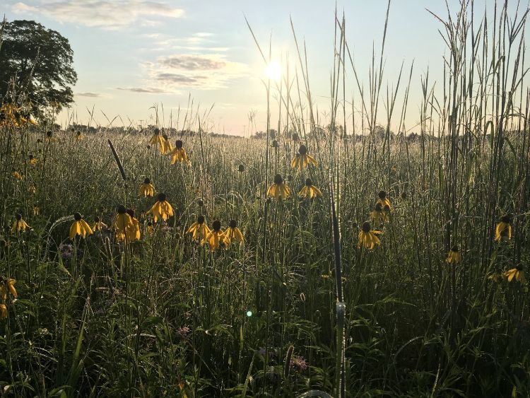 Landscape view of a prairie field with flowers.