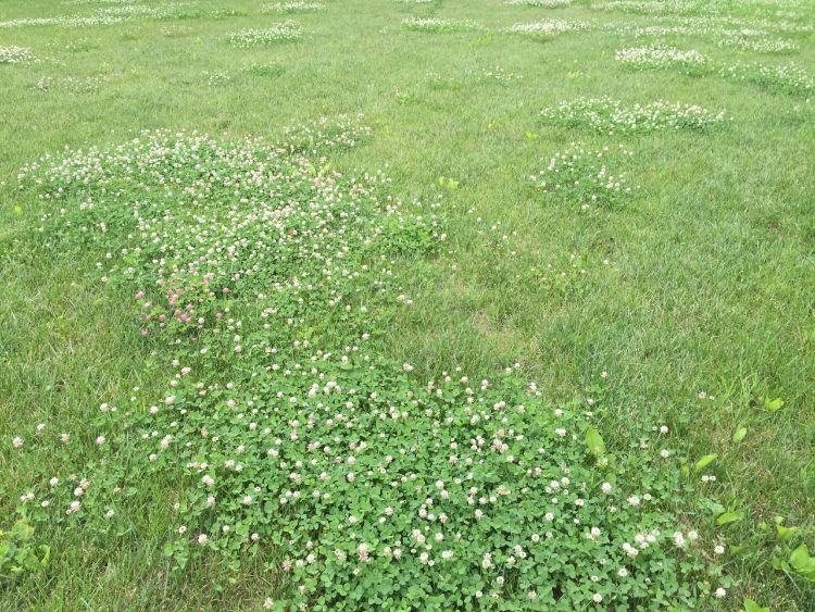 White clover growing in low maintenance turf. Photo by Kevin Frank, MSU